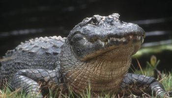 American alligator (Alligator mississippiensis) Adult basking