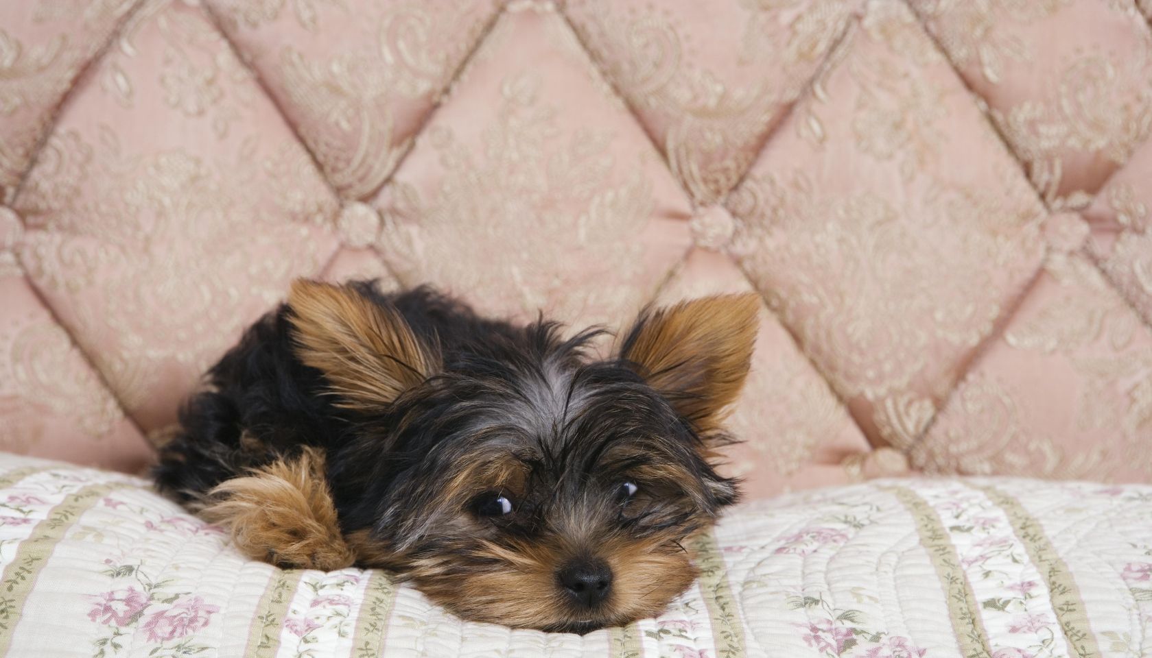 Yorkshire terrier puppy lying on bedcover