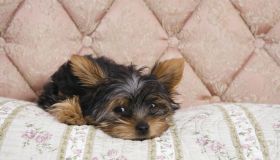 Yorkshire terrier puppy lying on bedcover
