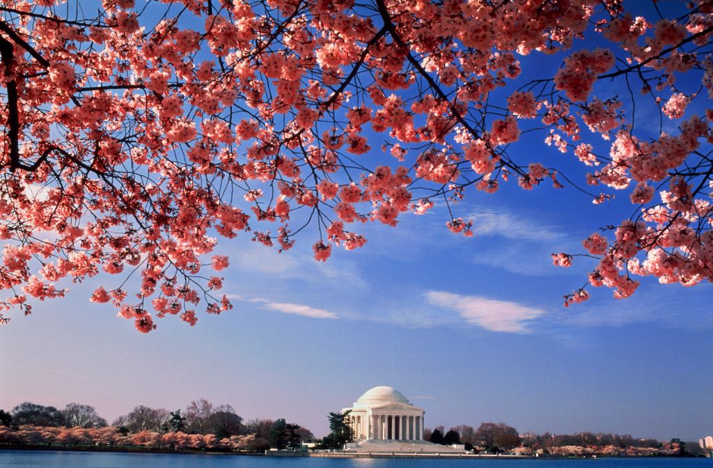 USA, Washington DC, Jefferson Memorial and cherry blossoms