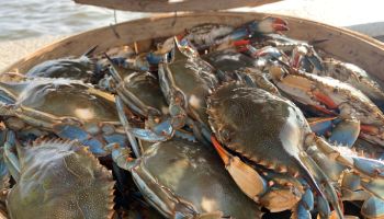 live female blue crabs sorted into a wooden bushel basket with the lid open