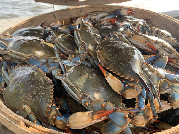 live female blue crabs sorted into a wooden bushel basket with the lid open